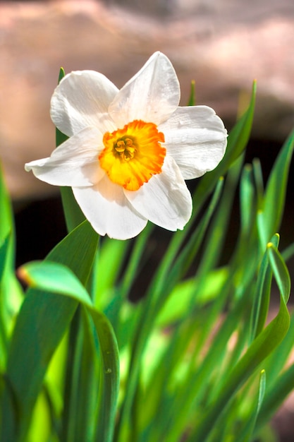 Narcissenbloem op de lente