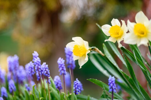 Narcissenbloemen in de tuincloseup Zomerlandschap en natuur