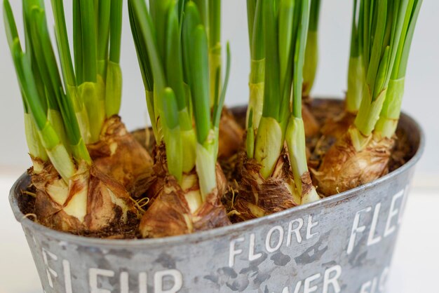 Foto narcissenbollen worden thuis gekweekt