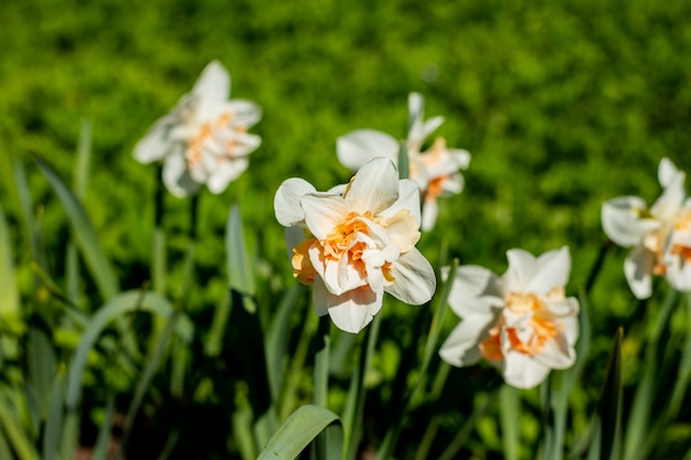 Narcissengele narcissen op zonneschijn, de lentetijd. witte bloem van narcissus in de lentezon