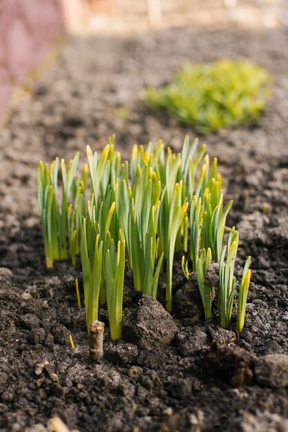 Narcissenspruiten komen in het voorjaar uit de grond in de tuin