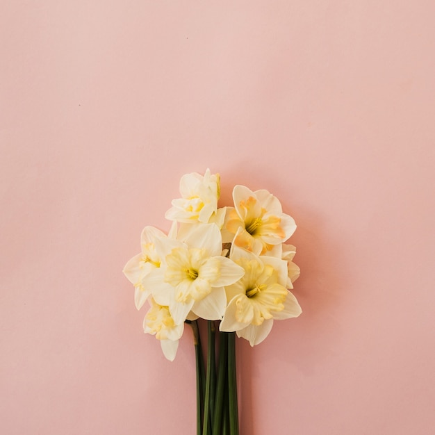 Narcissus bloeit boeket op roze