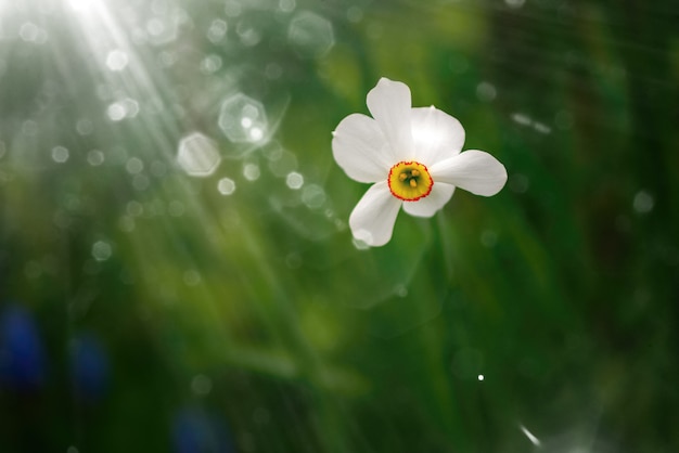 Narcissus bloem in de ochtendzon en groene achtergrond het gras. Zeer mooie onscherpe zachte achtergrond.