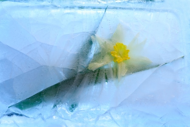 narcissus bloem in ijsblokje met luchtbellen.