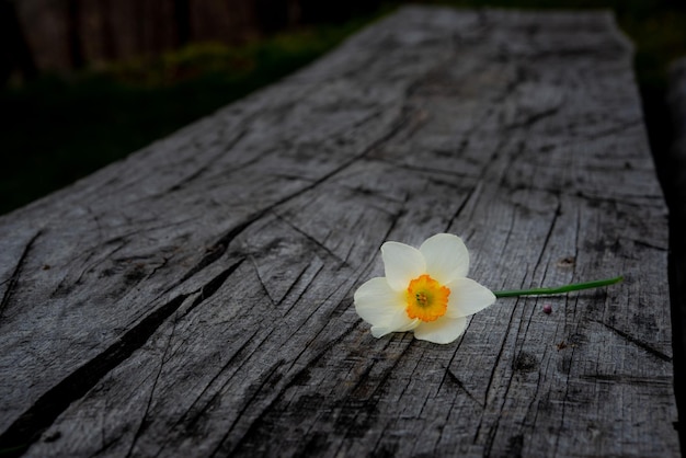 Narcissus bloem op tafel geplaatst