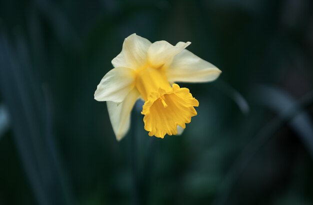 Narcissus bloem