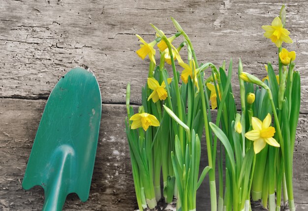 Narcissus blooming and shovel on rustic wooden table