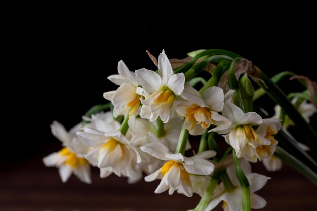 Фото Нарцисс цветет в комнате на столе в зимний день вблизи