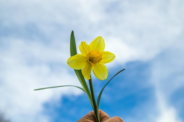 麗な青い空を背景に春を告げる黄色い花嫁とともにナルシスまたはナルシスの花がぼやけています