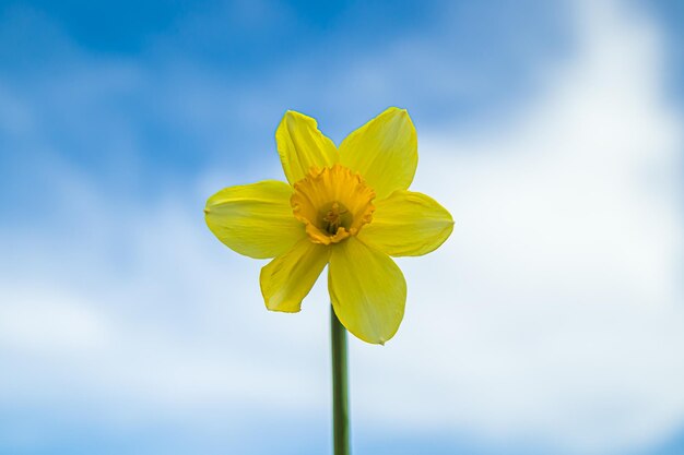 Narcissus or Daffodil flower blur against a clear blue sky announcing spring with a yellow bride Blur