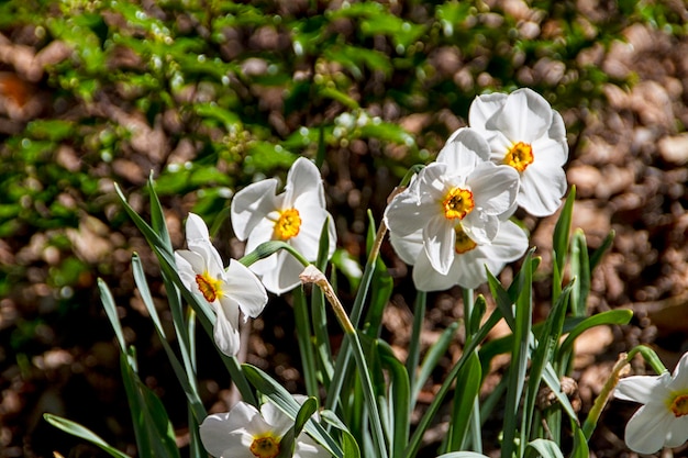 Narcissus and daffodil spring flower