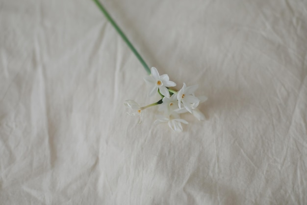 Photo narcissus daffodil spring flowers on a white background