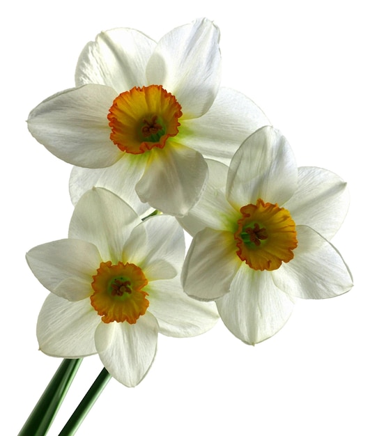 Narcissus drie