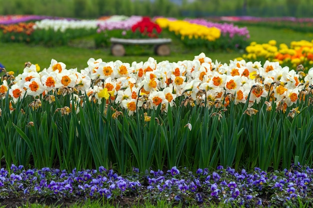 Narcissus field in bloom on spring in garden