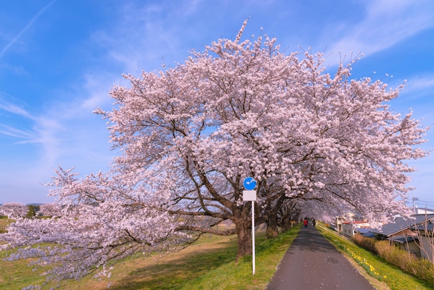 白石川の土手に沿った桜の木を背景にした水仙畑の小道