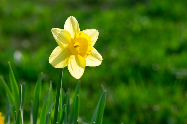 Photo narcissus flower in the garden