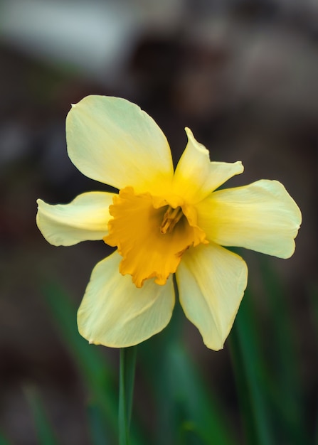 Photo narcissus flower in the garden