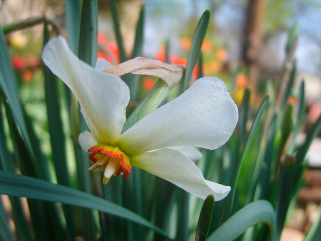 Narcissus flower in green foliage photo