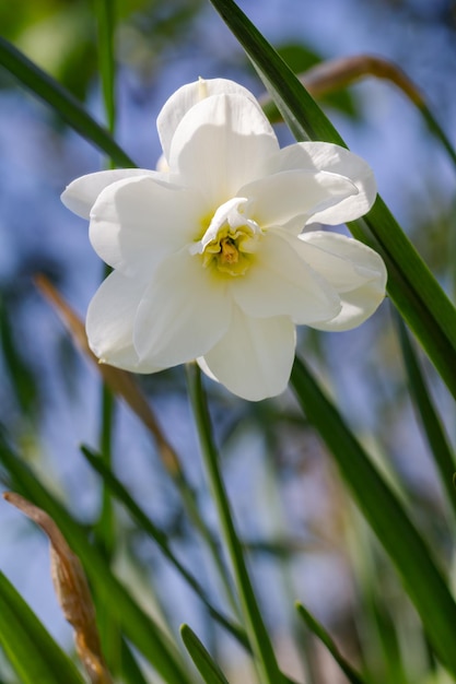 緑色の自然の背景で庭で育つ白いナルシスの花