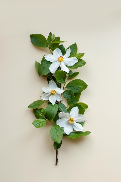 Narcissus flowers and a branch with leaves in the center of the frame on a beige background