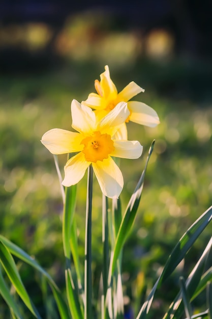 Narcissus flowers Daffodils in bloom in a spring garden