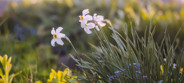 Narcissus flowers in flowering season