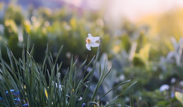 開花期の水仙の花