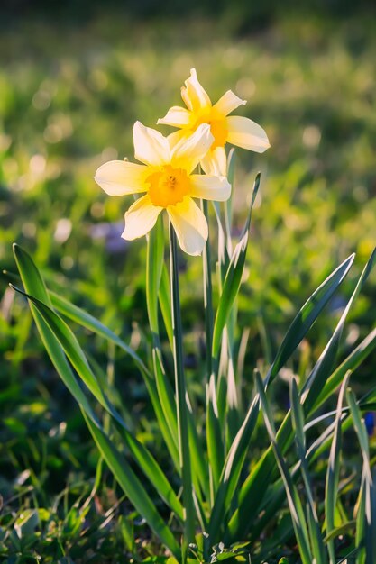 Narcissus flowers in flowering season