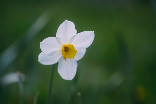 Narcissus flowers in flowering season