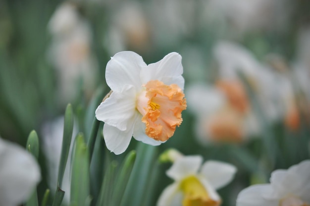 narcissus flowers in the garden