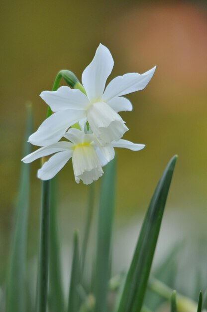 narcissus flowers in the garden