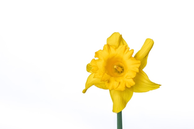 Narcissus flowers on white background