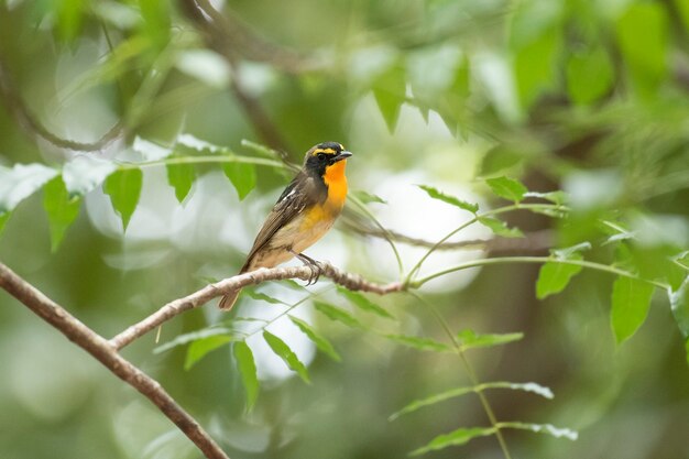  Narcissus Flycatcher, Abstract background