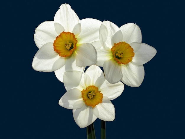 Narcissus isolated