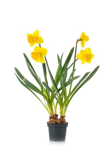 Narcissus jonquilla in front of white background