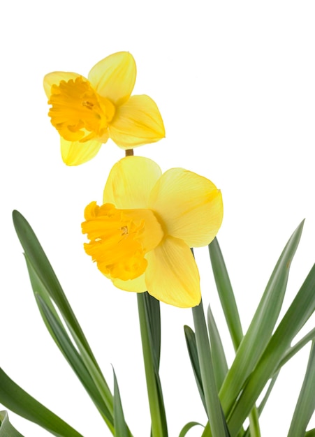 Photo narcissus jonquilla in studio