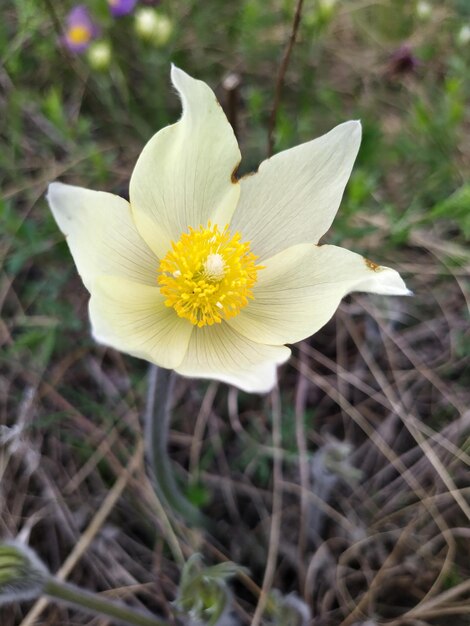 Narcissus jonquilla