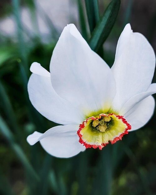 narcissus. macro photo