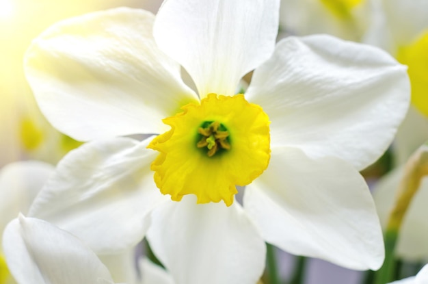 Narcissus macro