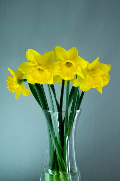 Narcissus several flowers yellow daffodils spring flowers closeup isolated on gray background