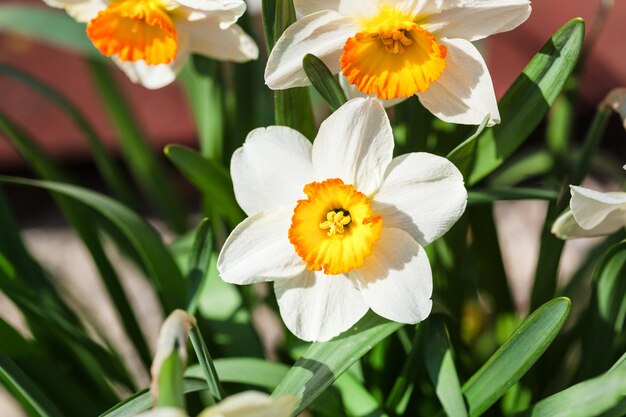 Narcissus Tazetta cultivar flowers on flowerbed