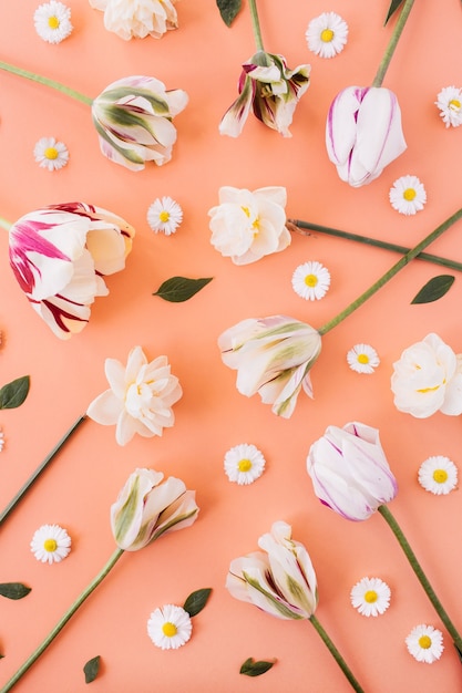 Narcissus, tulp, kamille madeliefje bloemen patroon op koraal perzik