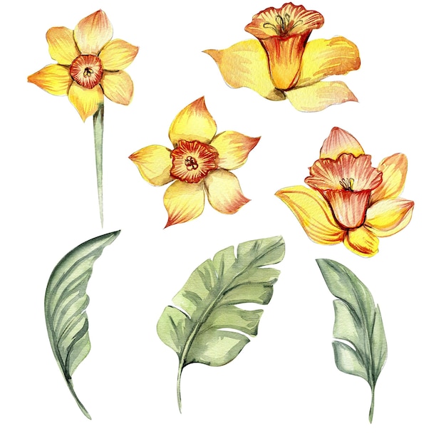 Narcissus watercolor flower set