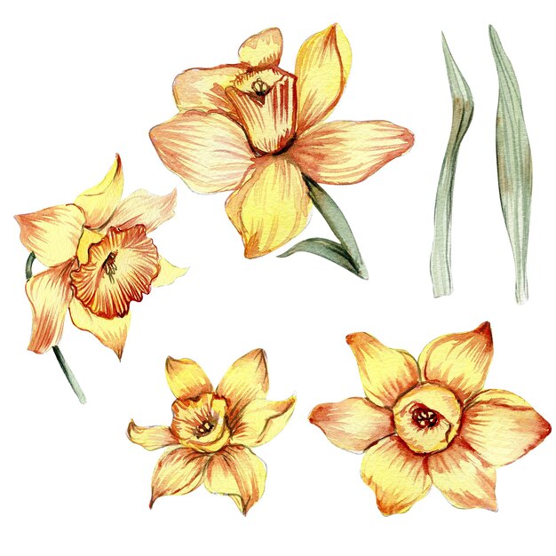 Narcissus watercolor flower set