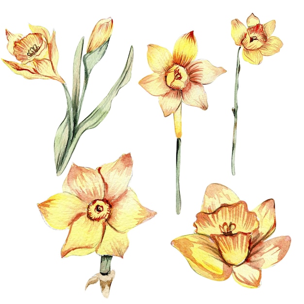 Narcissus watercolor flower set