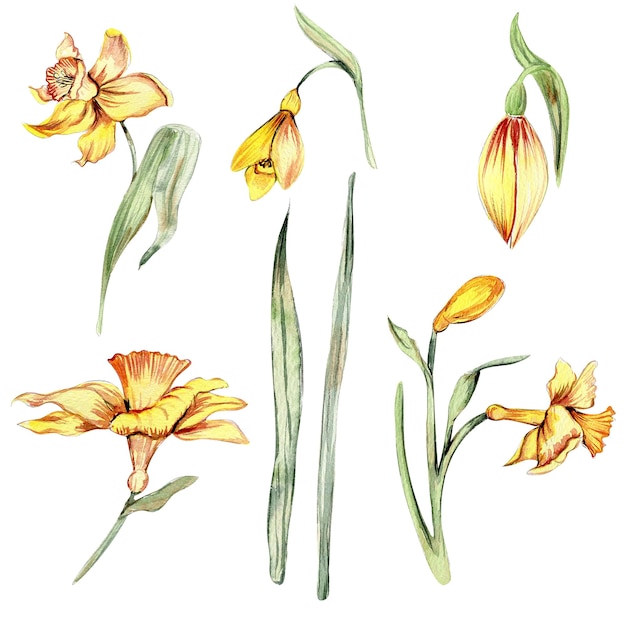 Narcissus watercolor flower set