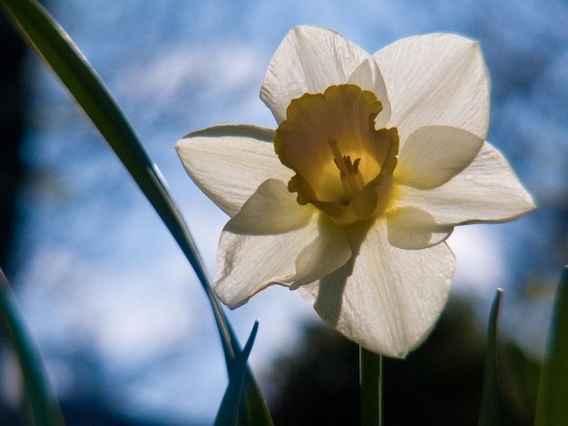 Narcissus