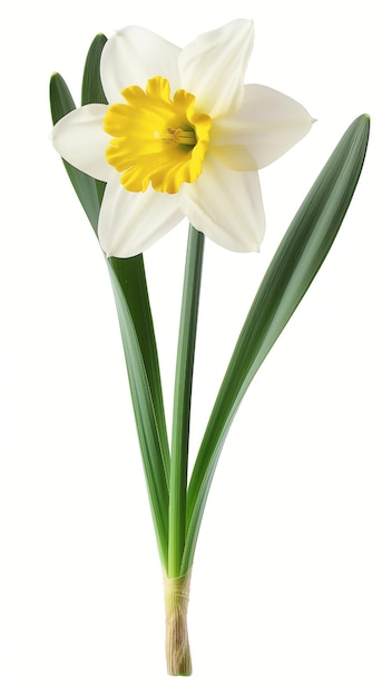 Narcissusbloem met bladeren en stengel