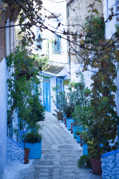 Narrow alley amidst trees and buildings