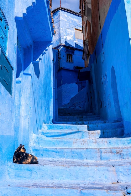 Photo narrow alley of blue town with cat on staircase leading to residential structures on both side